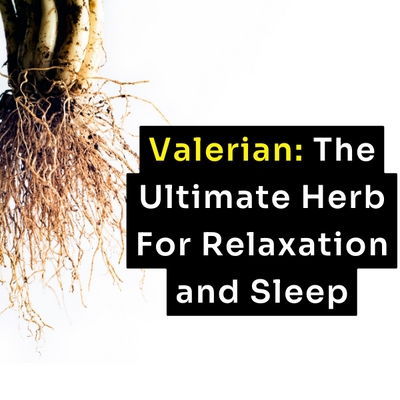 Valerian: The Ultimate Herb for Relaxation and Sleep